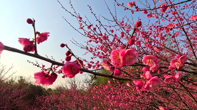 梅花花海