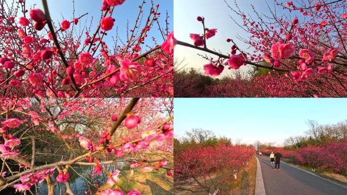 梅花花海