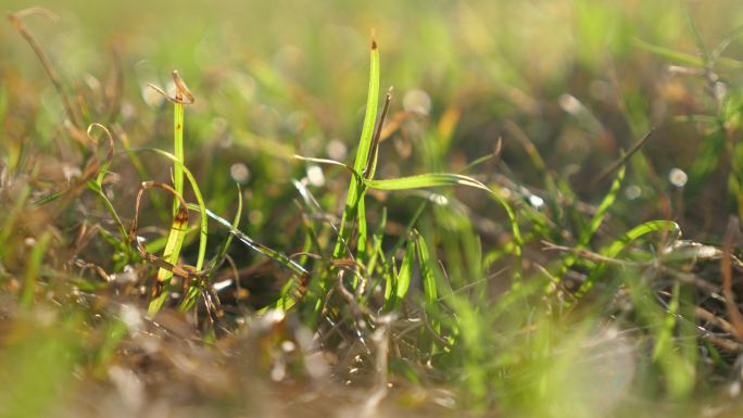小草 夏天 草地 万物 植物 光照 空镜