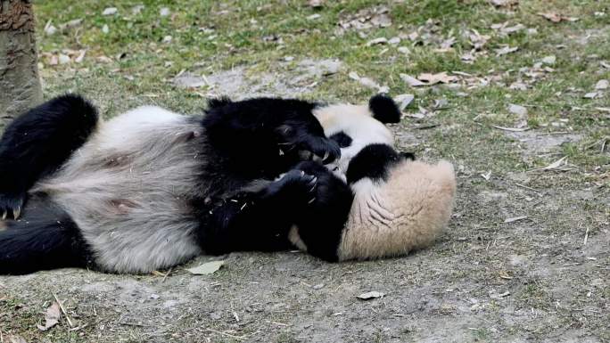 熊猫玩耍特写