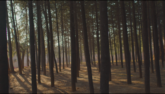 【4K】树林阳光电影级画质