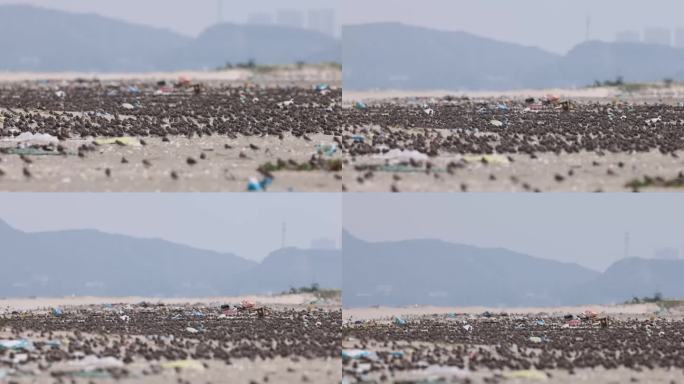 沙滩上密集的鸟类、鹬鴴和污染环境的垃圾