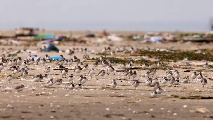 沙滩上的污染环境的垃圾和鸟类、鹬鴴
