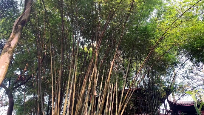 杜甫草堂的竹