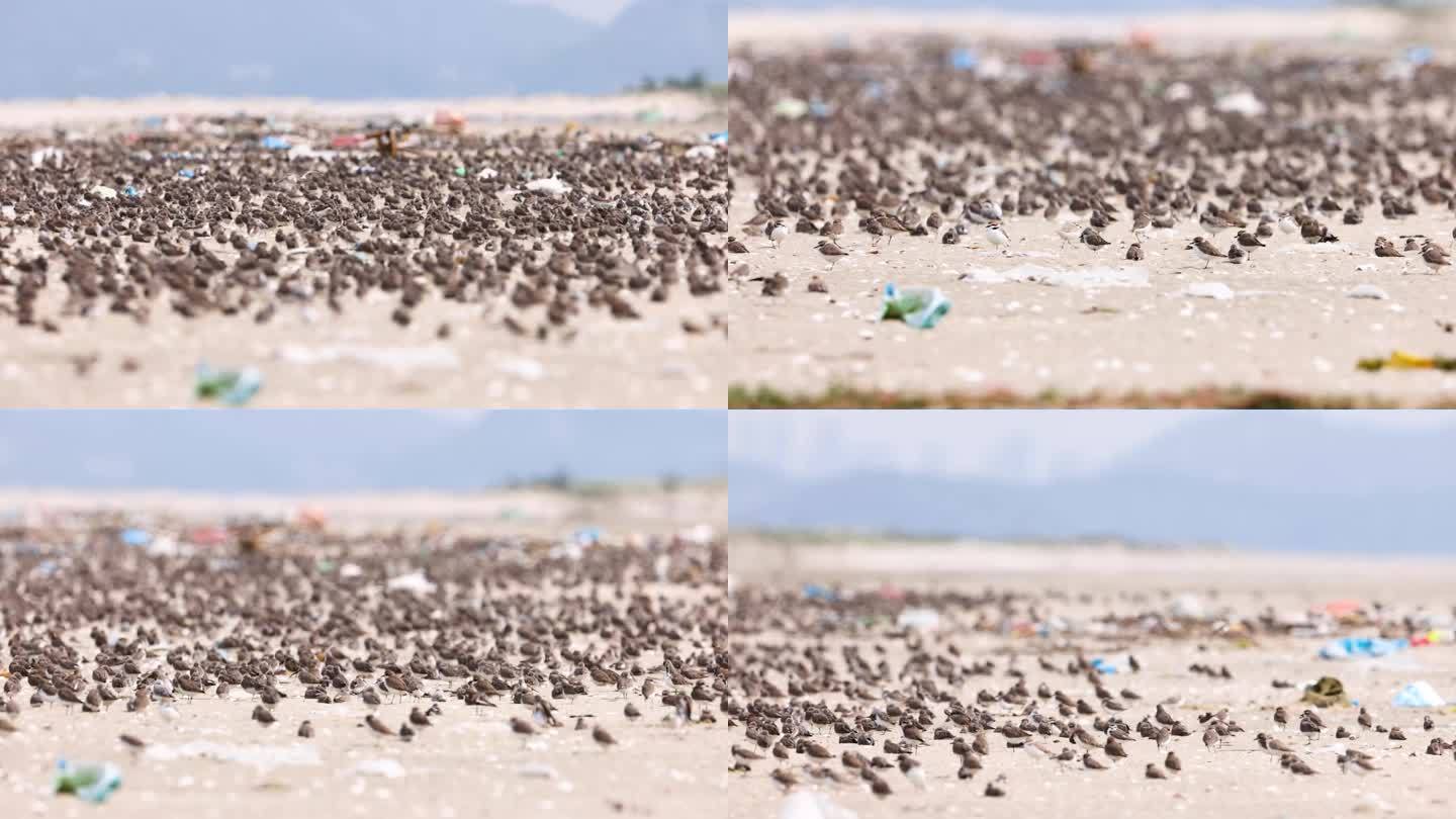 沙滩上密集的鸟类、鹬鴴和污染环境垃圾