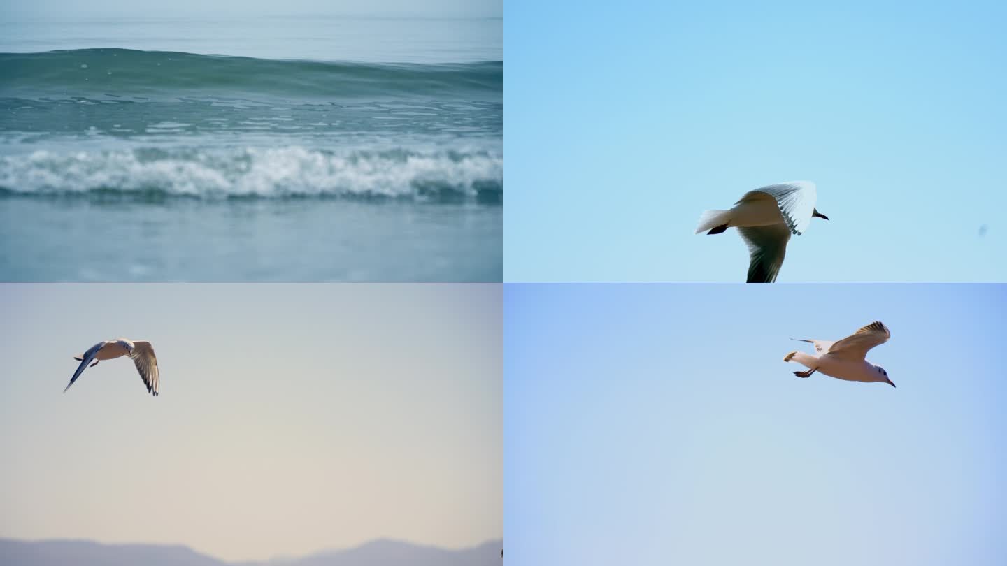海鸥4K视频素材  红嘴鸥