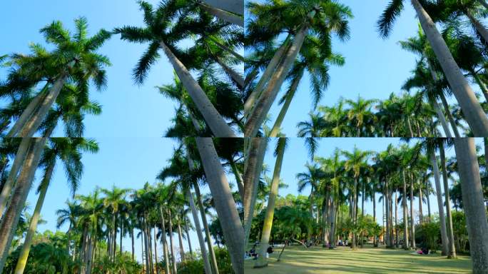 仰拍 仰视 热带风情 棕榈树 大王椰子树
