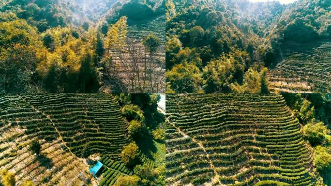 航拍高山猕猴桃种植园