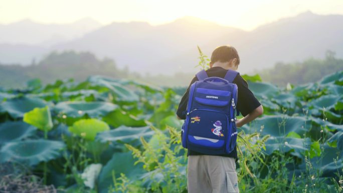 男孩行走在夕阳下的荷田旁边