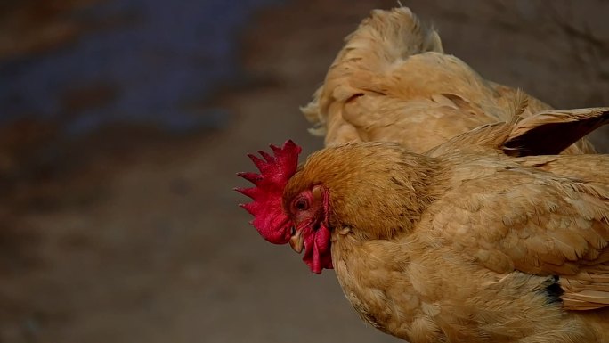 两只鸡正在整理羽毛