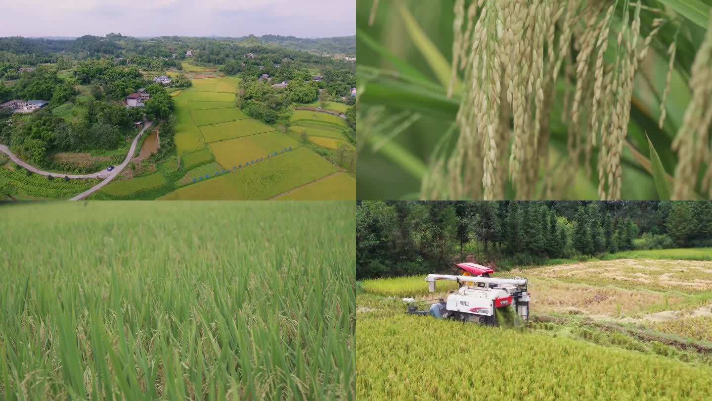 稻田航拍和水稻收割