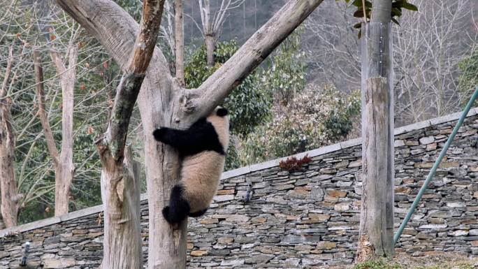 熊猫爬树