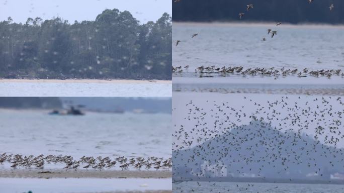 滩涂上的鸟类、鹬鴴群起飞