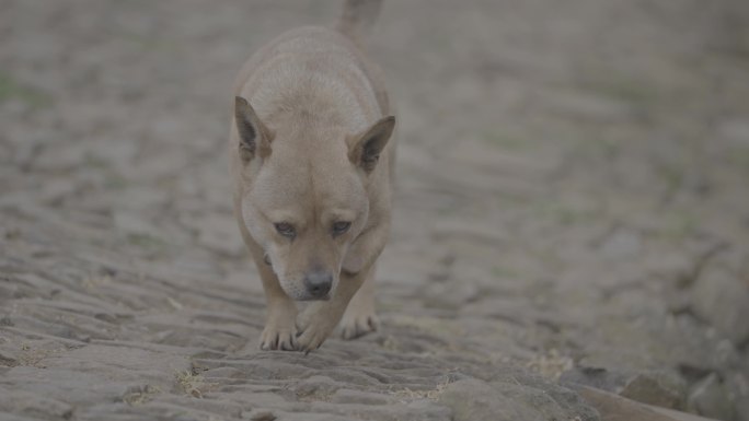 农村两只土狗各角度特写画面