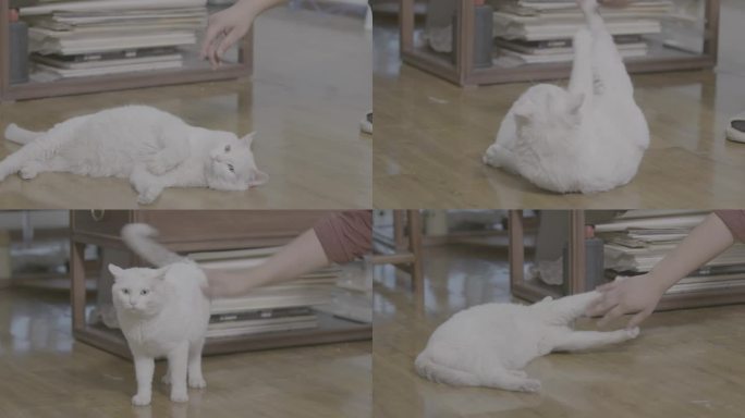 宠物 猫 白猫 撸猫 可爱