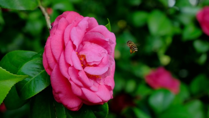 花园蜜蜂飞舞采蜜 山茶花 中华野山蜂