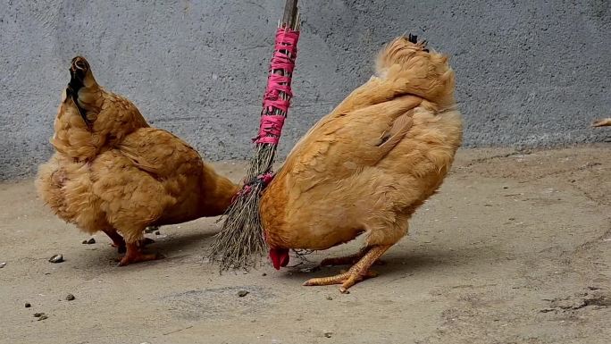 两只鸡正在吃米