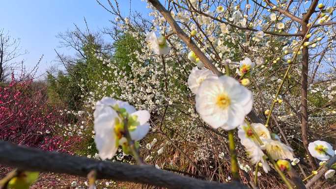 白梅花