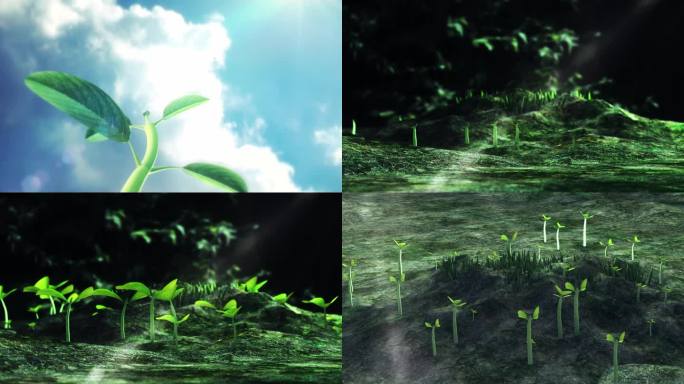 种子小树小苗生长发芽成长三维动画视频素材
