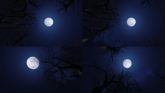 寂静夜晚树枝月亮枯树满月