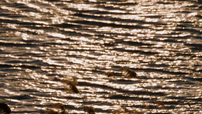 黄昏-风高浪急-金光粼粼的湖水-小片枯苇