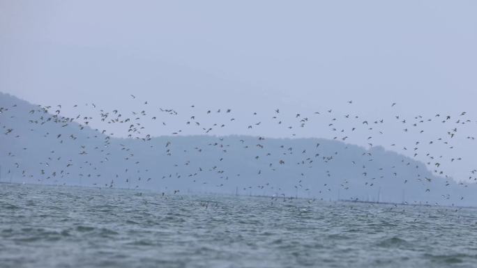 滩涂上的漫天的鸟儿、鹬鴴起飞、飞翔