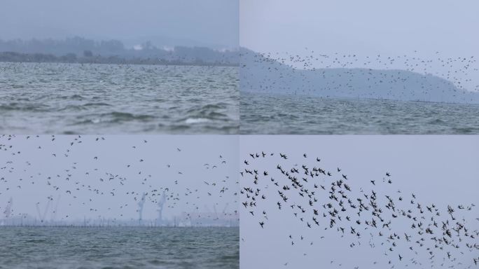滩涂上的漫天的鸟儿、鹬鴴起飞、飞翔