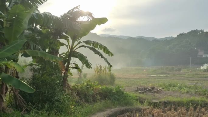 晚风吹动芭蕉树故乡原风景 岭南唯美小山村