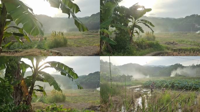 晚风吹动芭蕉树故乡原风景 岭南唯美小山村