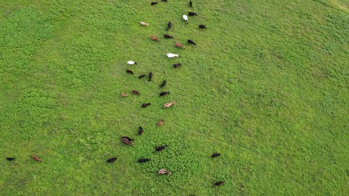 航拍草原湿地上的羊群2k合集