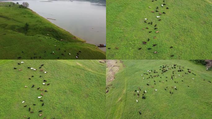 航拍草原湿地上的羊群2k合集