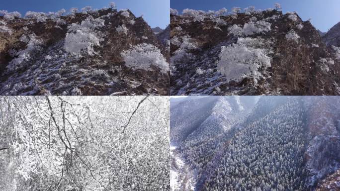 自然景色 贺兰山 雪松 霜冻 雾凇 树挂