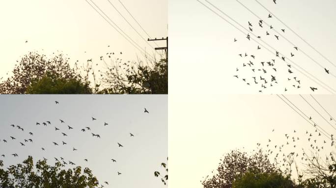 鸟群鸽子群在夕阳下飞来飞去