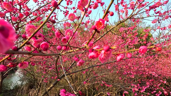 红梅花儿开