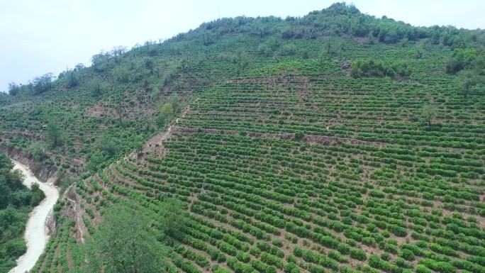 航拍茶山茶叶种植地有机茶基地