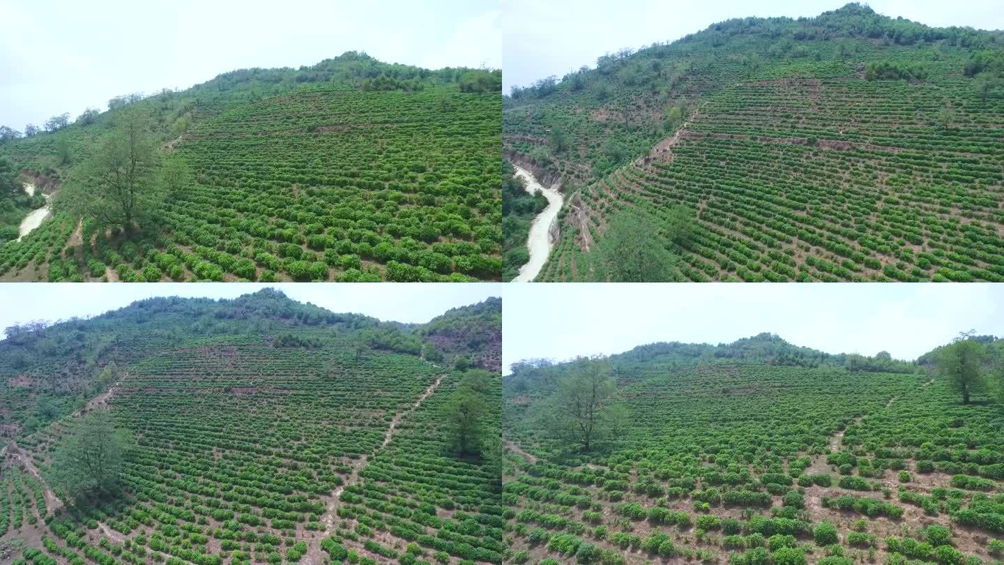 航拍茶山茶叶种植地有机茶基地