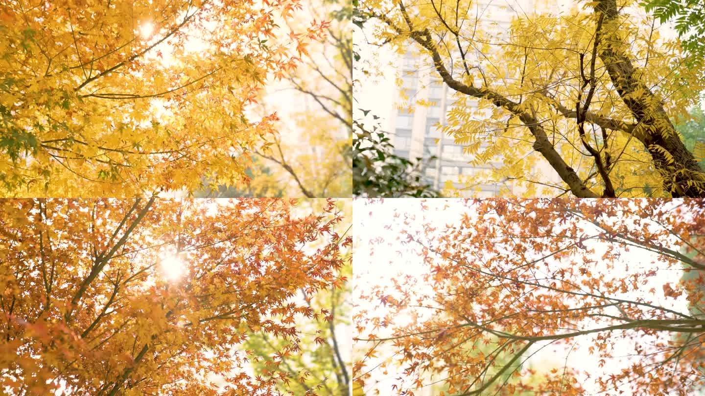 秋天唯美树叶落叶