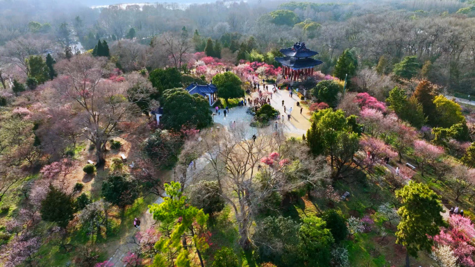 南京梅花山景区4K航拍