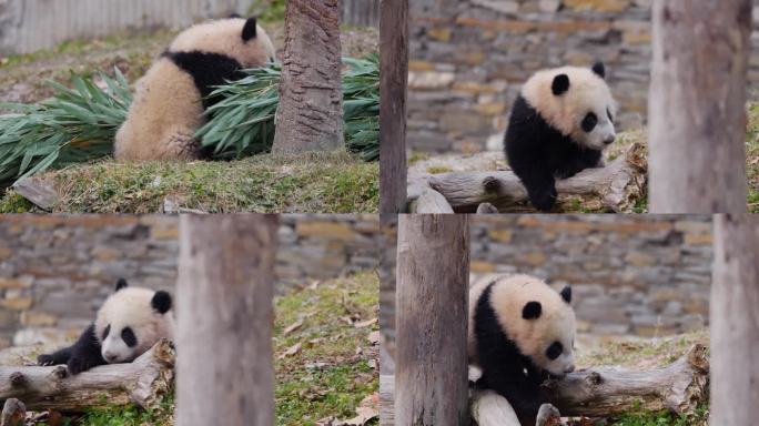 熊猫幼崽