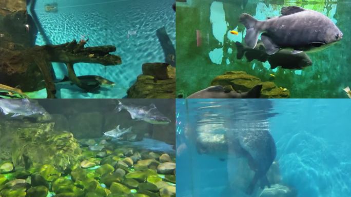 海洋馆 鱼类