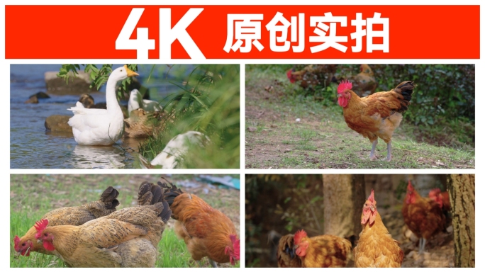 【4K原创】农民丰收笑脸村民幸福生活土鸡