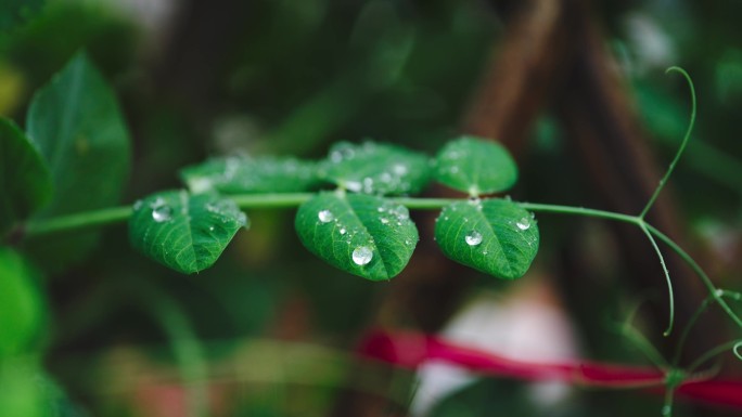 4K豌豆苗 豆荚 春雨