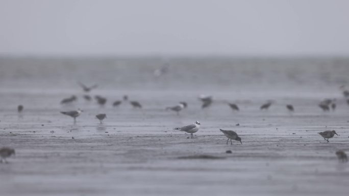 滩涂上的鸟类