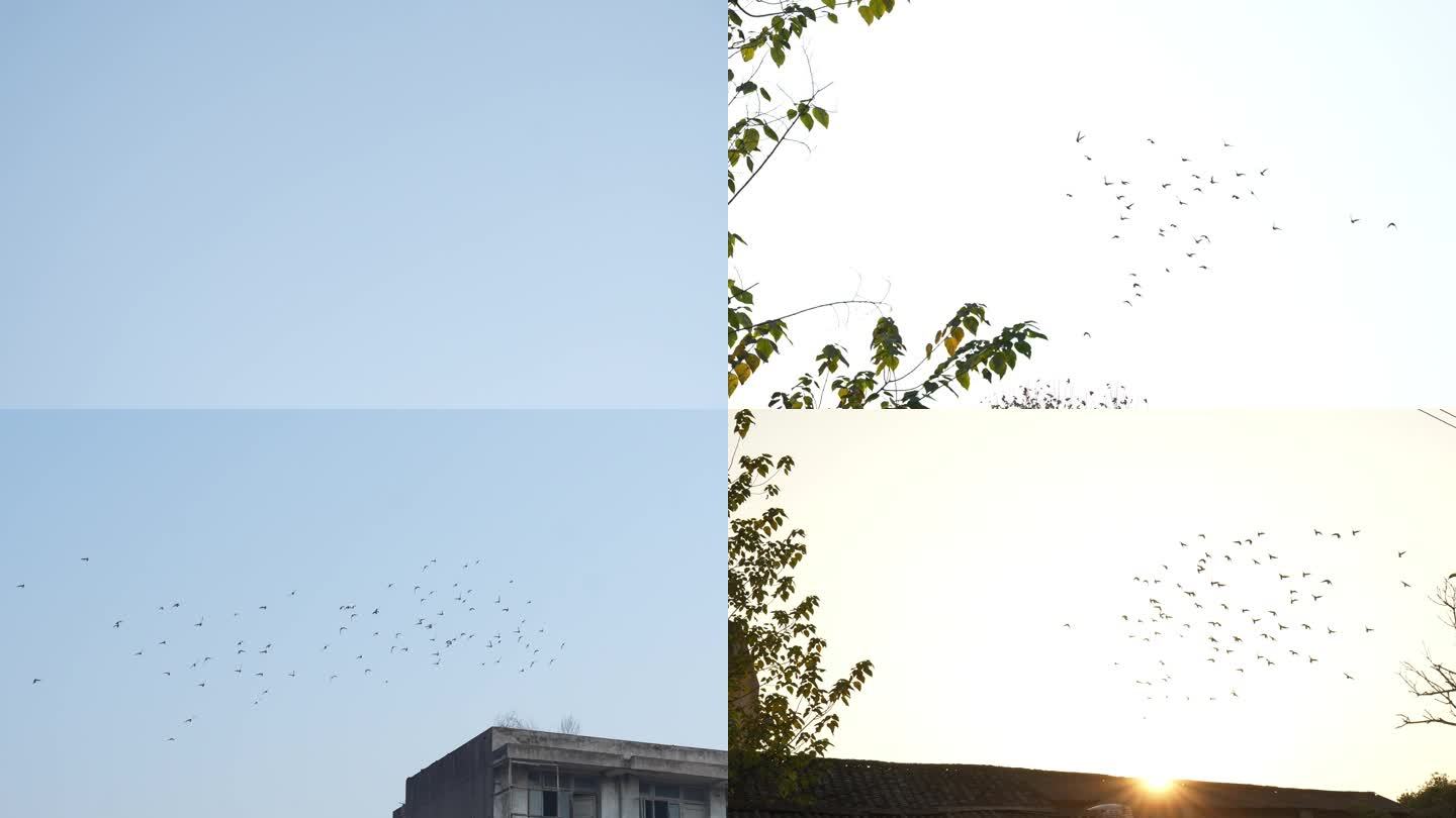 鸟群鸽子群在夕阳下飞来飞去