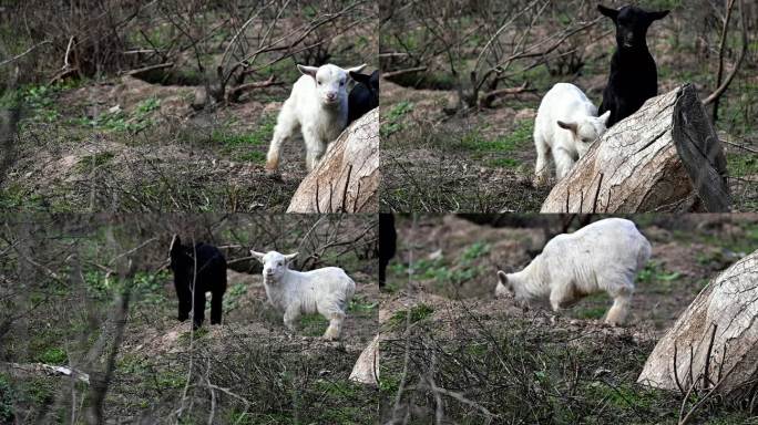 可爱的白山羊在吃草