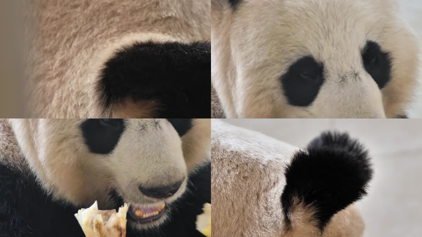 熊猫吃笋