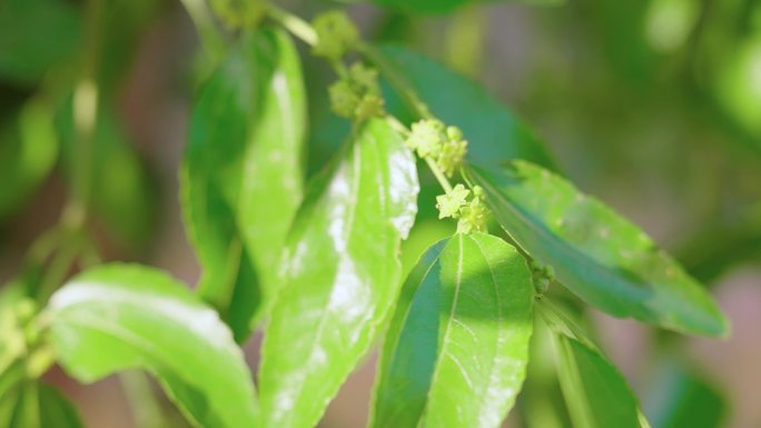 枣树开花