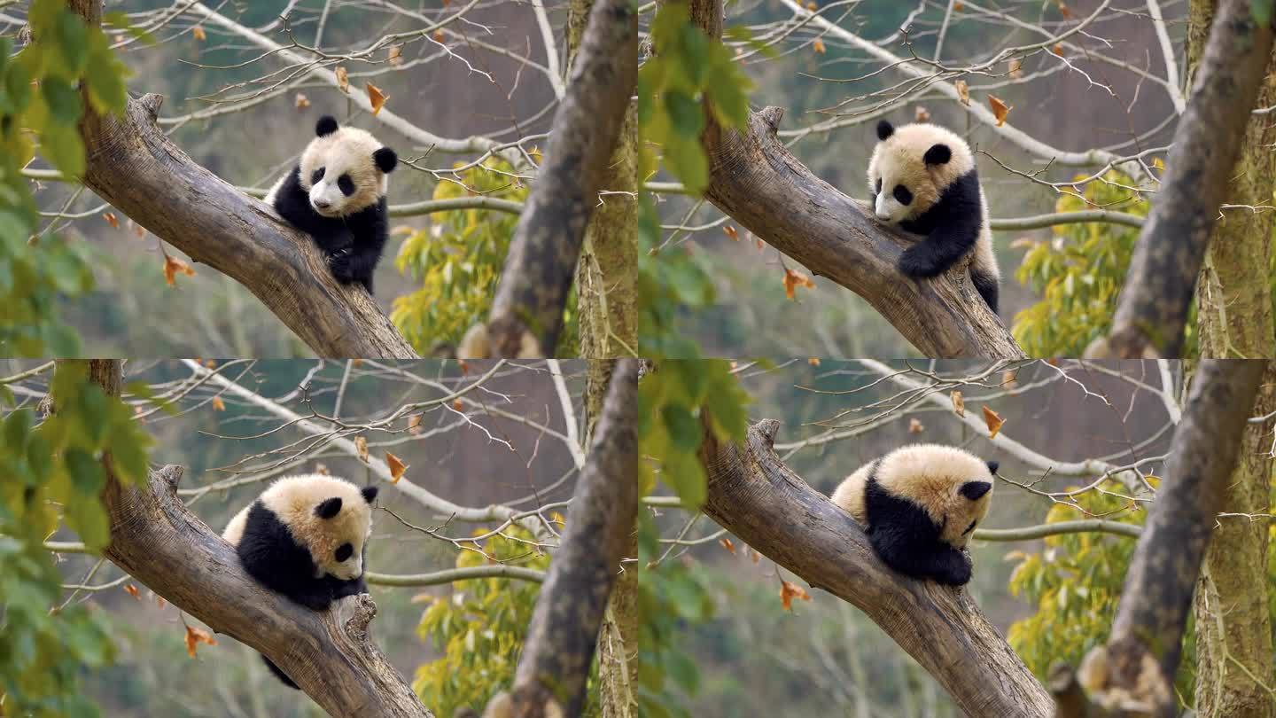 树上玩耍熊猫