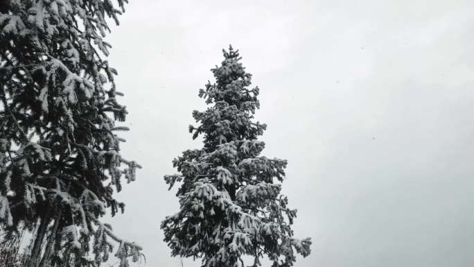 雪景  下雪  雪山  特写 细节