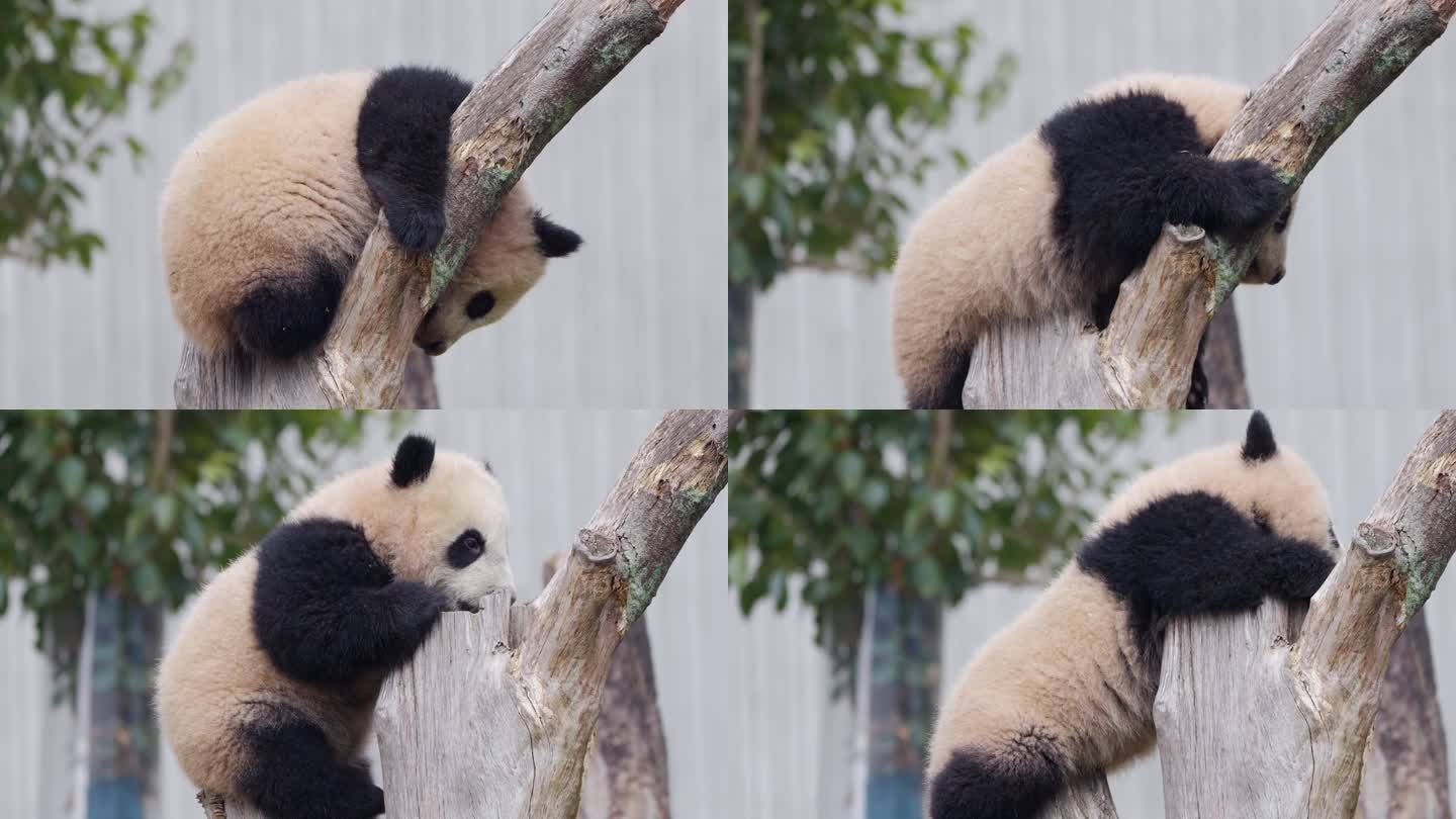 小熊猫玩耍